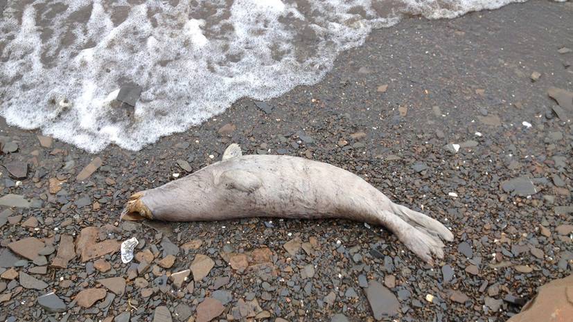 Начато расследование из-за большого числа мёртвых тюленей на Аляске