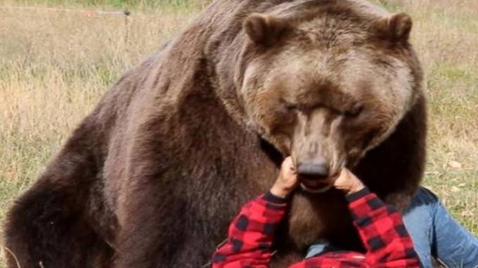 Отважный американец отбил у медведицы свою собаку
