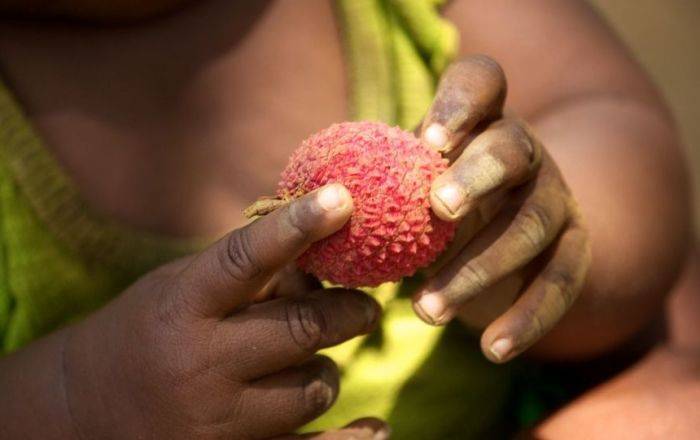 В Индии более 50 детей погибли, отравившись плодами личи