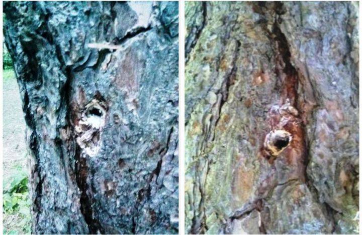 Ущерб от повреждения деревьев в «Северном лесу» превысил 1.6 миллиона рублей