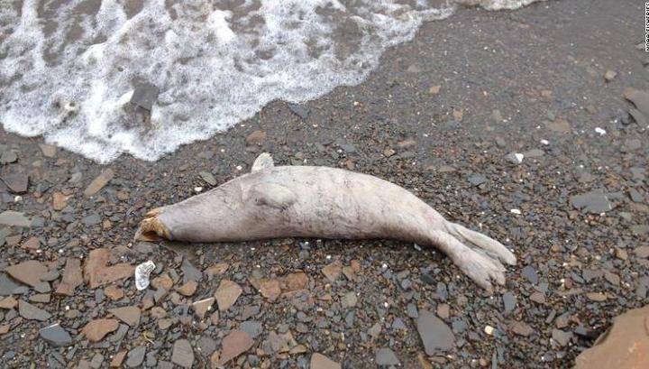К берегам Аляски выбросило как минимум 60 мертвых облысевших тюленей