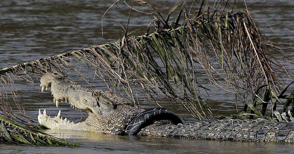В селе на Черниговщине нашли мертвого крокодила