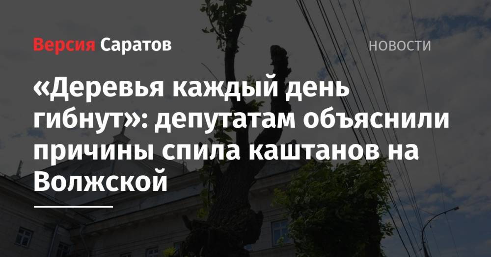 «Деревья каждый день гибнут»: депутатам объяснили причины спила каштанов на Волжской