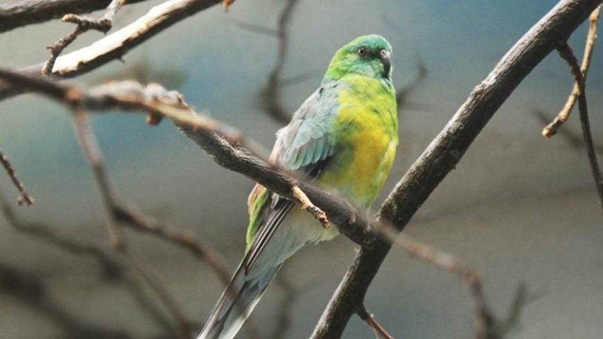 В Новой Зеландии могут погибнуть редкие попугаи из-за инфекции