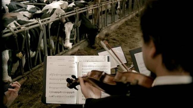 Минсельхоз: Московские коровы будут слушать классику для роста надоев
