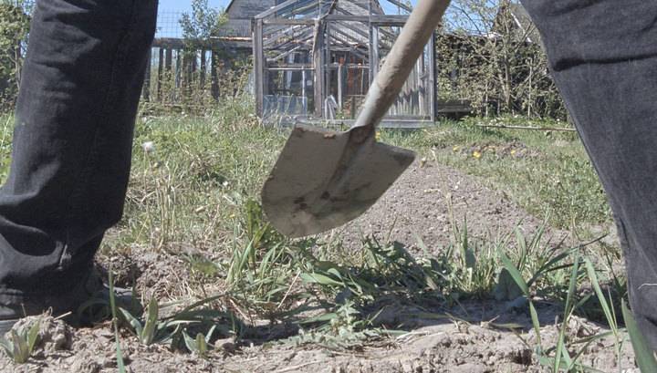 Пневматом и лопатой: председатель СНТ убил дачницу из-за пропавших котят