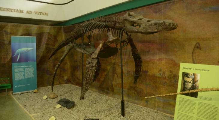 Чувашского динозавра возрастом 150 миллионов лет отправят в Крым
