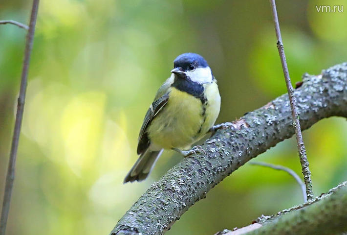 Состязания по поиску изображений птиц пройдут в Алешкинском лесу 14 июня