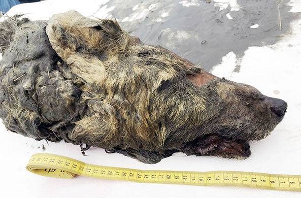 В Якутии нашли голову волка, жившего 40 тысяч лет назад / Моя Планета
