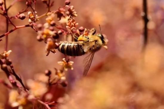 В Курской области зафиксирована массовая гибель пчёл
