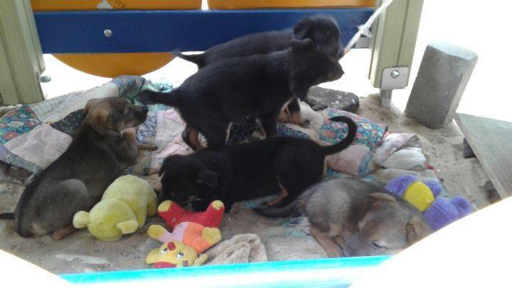 В Воронеже брошенные щенки и котята живут на детской площадке