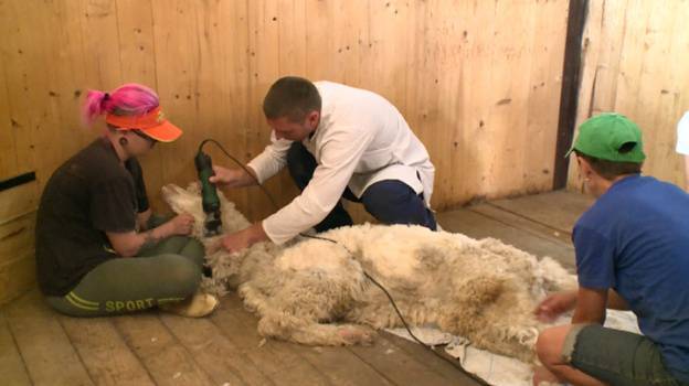 В Воронежском зоопарке открыли цех мороженого и барбершоп для животных