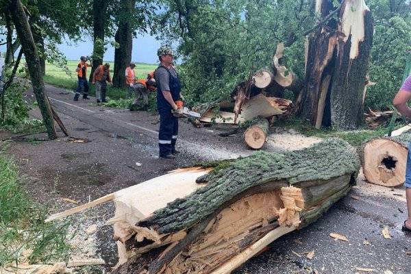 Под Правдинском на трассу упали два дерева (фото) - newkaliningrad.ru - Калининград