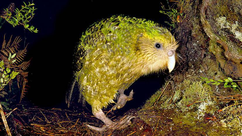 Спасти совиного попугая: почему один из самых древних видов птиц находится на грани вымирания