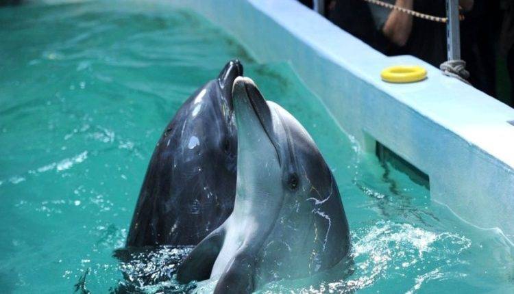 Братья по разуму: дельфины заводят дружбу так же, как люди