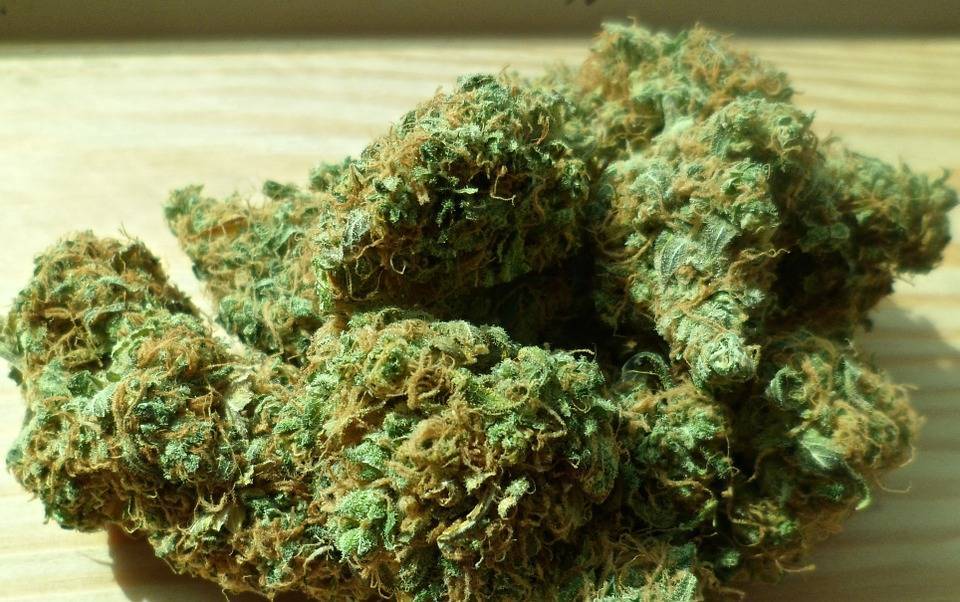 Любителей марихуаны в Неваде станут принимать на работу
