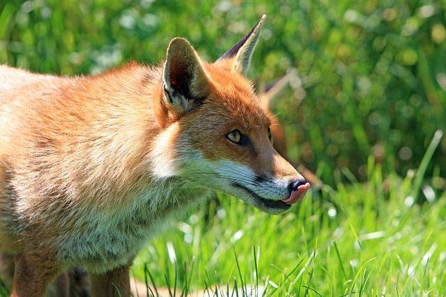 В России могут запретить домашнее содержание лис, волков и крокодилов
