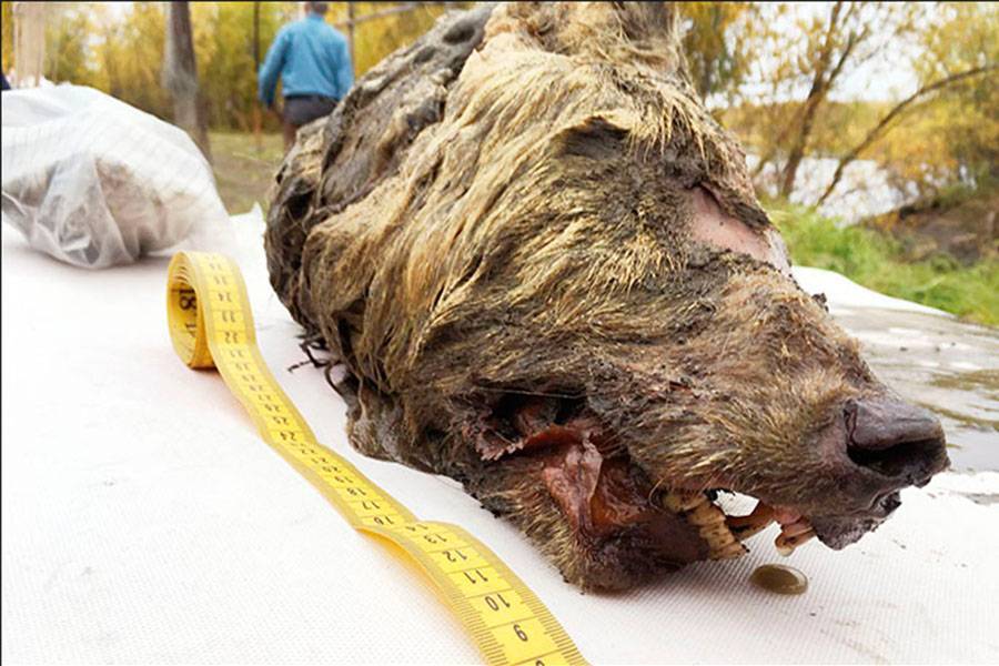 В Якутии обнаружили голову доисторического волка