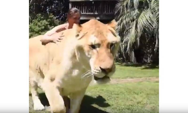 Мужчина прогулялся с «самой большой кошкой в мире»
