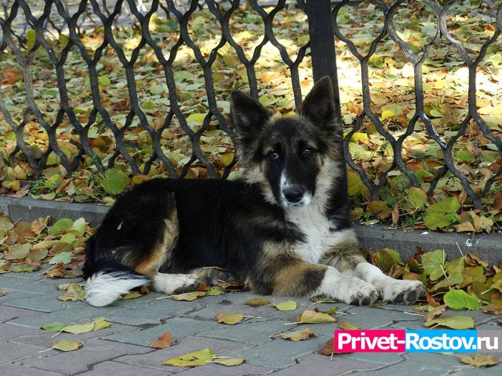 Выгуливать собак без поводка запретили в Ростове