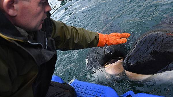 В Приморье отложили освобождение части косаток из «китовой тюрьмы»
