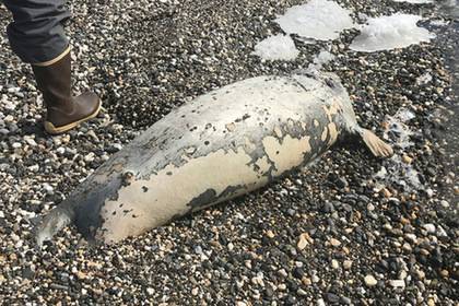 Около 60 мертвых тюленей нашли на берегу у Аляски
