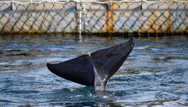 Суд оштрафовал "Океанариум ДВ" за китовую тюрьму