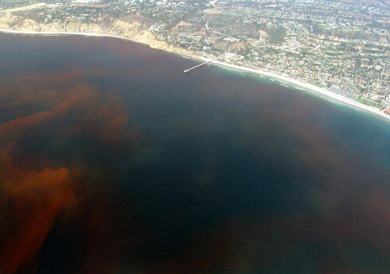 Ученые предсказывают появление «зоны смерти» в Мексиканском заливе