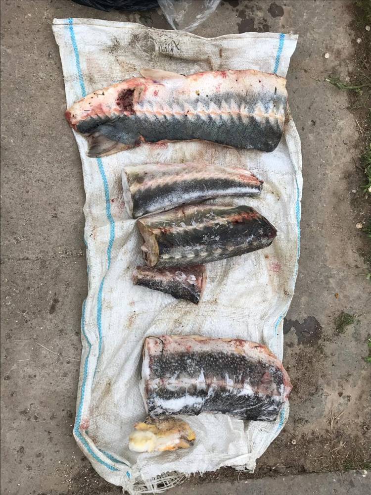 Красную рыбу, черную икру и много денег нашли силовики у браконьеров под Астраханью