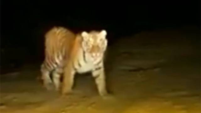 Амурский тигр напугал жителей Приморья, выбежав на дорогу