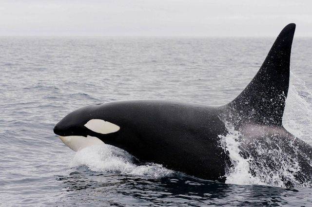 В Приморье перенесли освобождение части косаток из «китовой тюрьмы»