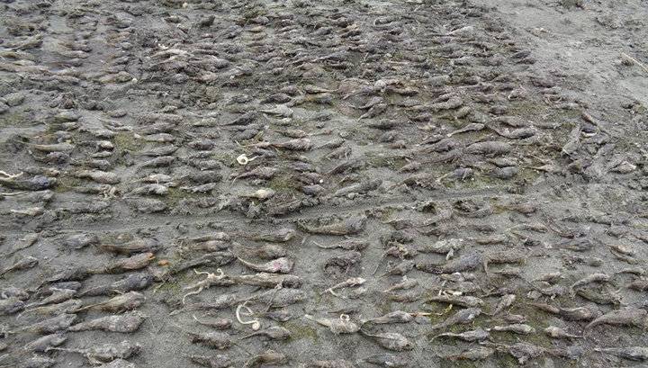 На берегу Байкала обнаружили большое количество мертвых раков и рыбы