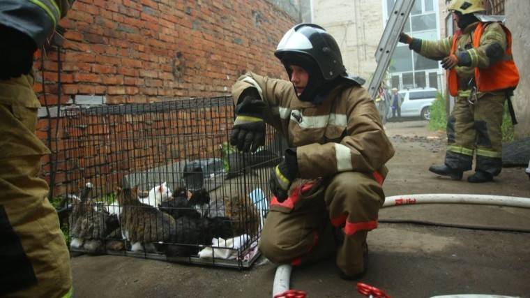 Пожарные спасли три сотни кошек на&nbsp;Васильевском острове в&nbsp;Петербурге&nbsp;— видео