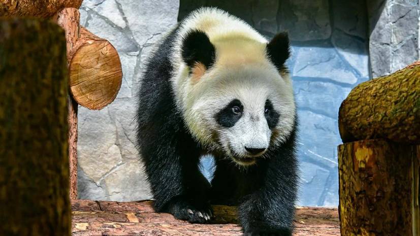 Московский зоопарк запустит 1 июля трансляцию из вольеров панд