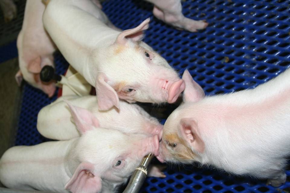 «Сибирская Аграрная Группа» покупает свинокомплекс «Чистогорский» в Кемеровской области