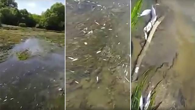 В Калужской области берега реки Протва оказались завалены дохлой рыбой