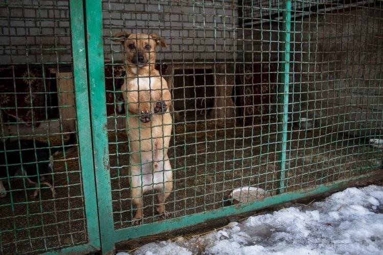Животные не пострадали при пожаре в петербургском приюте «Брошенный ангел»