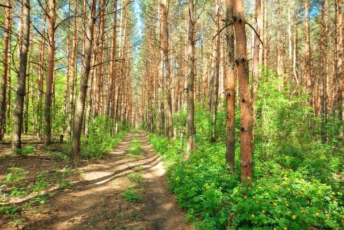 В 6 районах Гродненской области введены запреты на посещение лесов