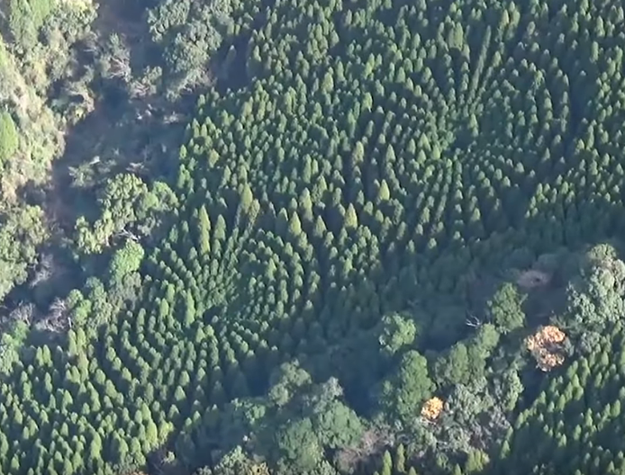 В Японии ученые раскрыли тайну сферического леса на острове Кюсю