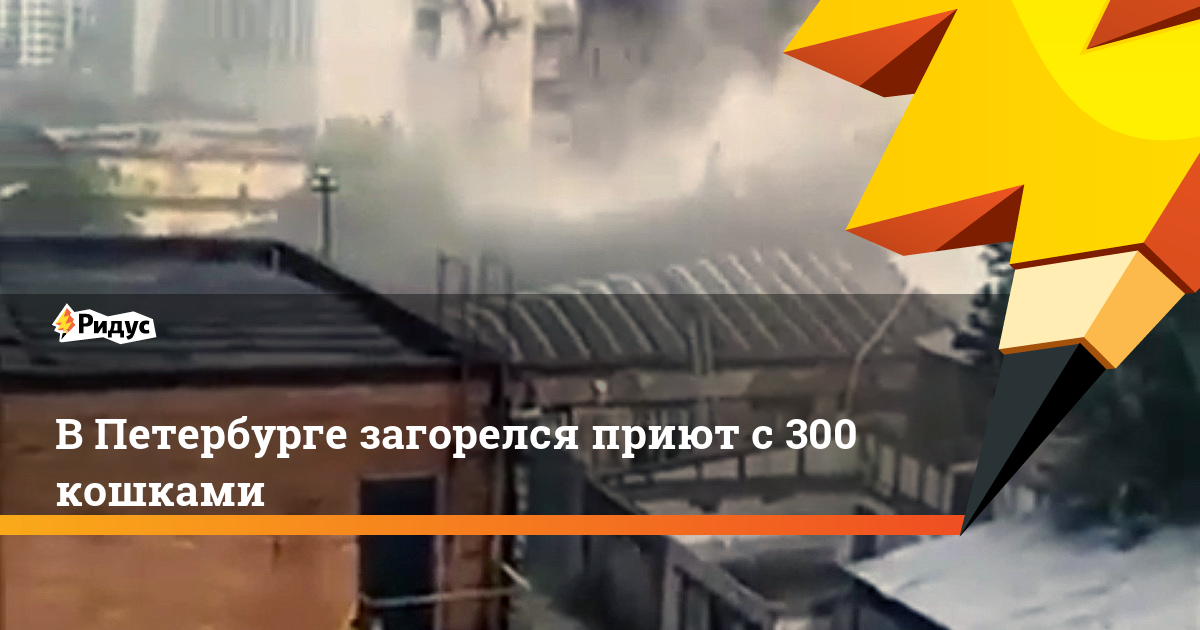 В Петербурге загорелся приют с 300 кошками
