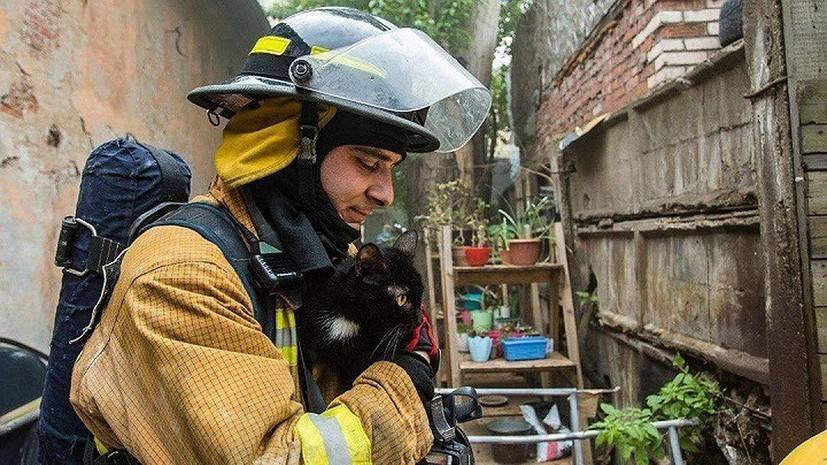 В Петербурге из горящего приюта спасли более 300 животных