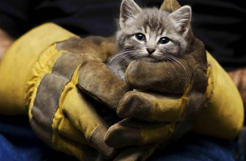 Сотрудники МЧС Петербурга спасли из горящего приюта 300 кошек и 7 собак
