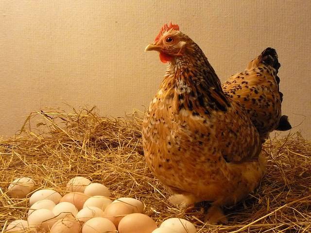 Украина будет продавать куриные яйца в Македонию