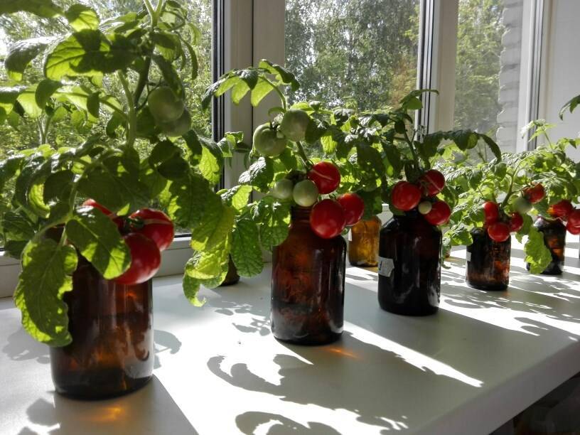 Ученые ТГУ разработали раствор для выращивания овощей без использования грунта