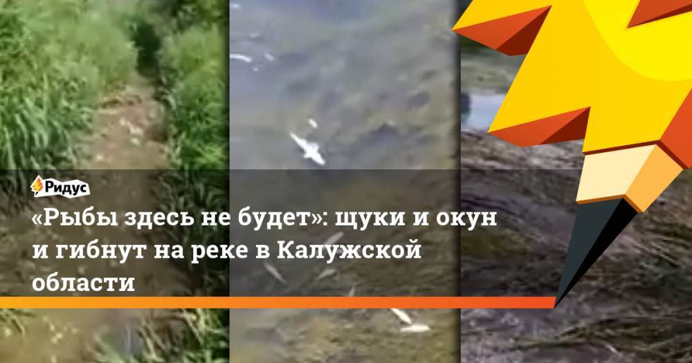 «Рыбы здесь не будет»: щуки и окуни гибнут на реке в Калужской области