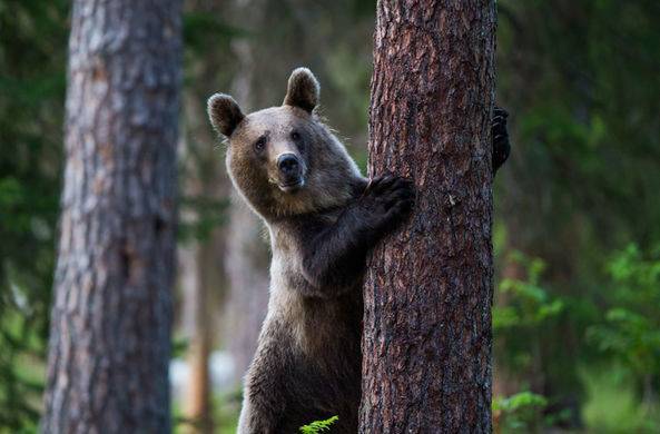 В Приморье медведь станцевал и попытался уничтожить «компромат» / Моя Планета