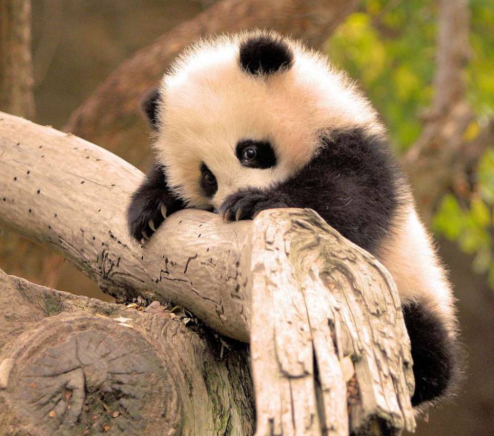 Самая крохотная панда родилась в Китае: очень милое пятничное фото