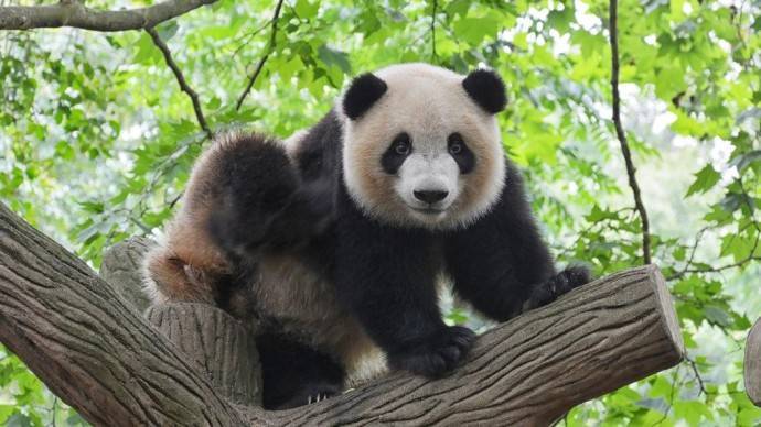 Московский зоопарк запускает видеотрансляцию из вольеров панд