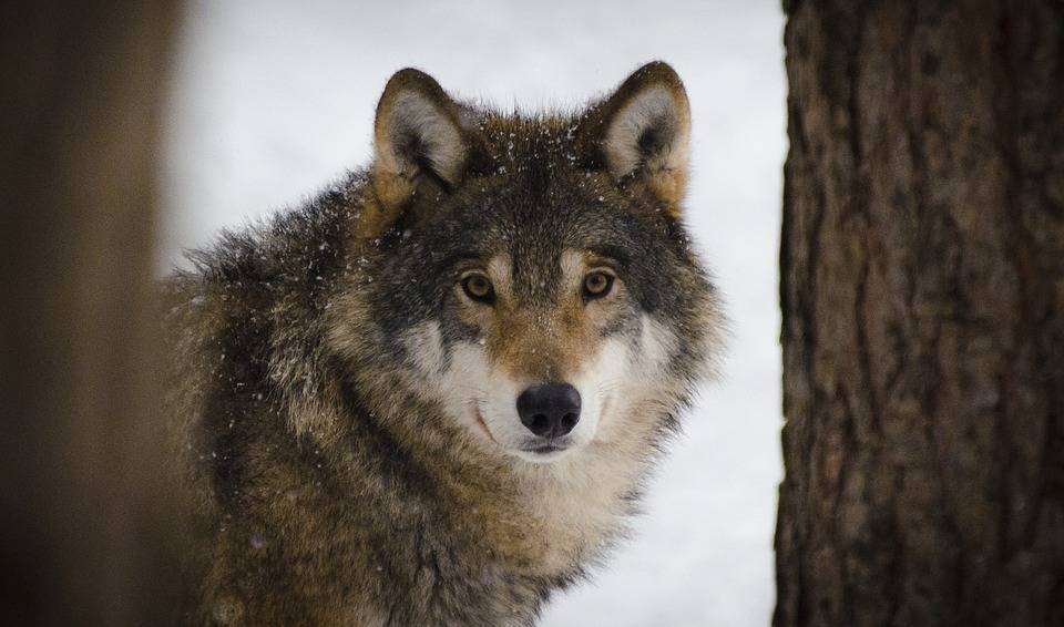 Эксперты: Эвенки воспринимали волков как часть своего мира