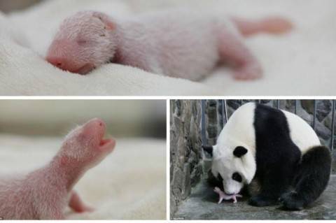 В Китае на свет появился самый маленький детеныш панды в мире